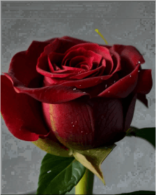 BELROSE 브랜드 AI 생성 장미 디테일