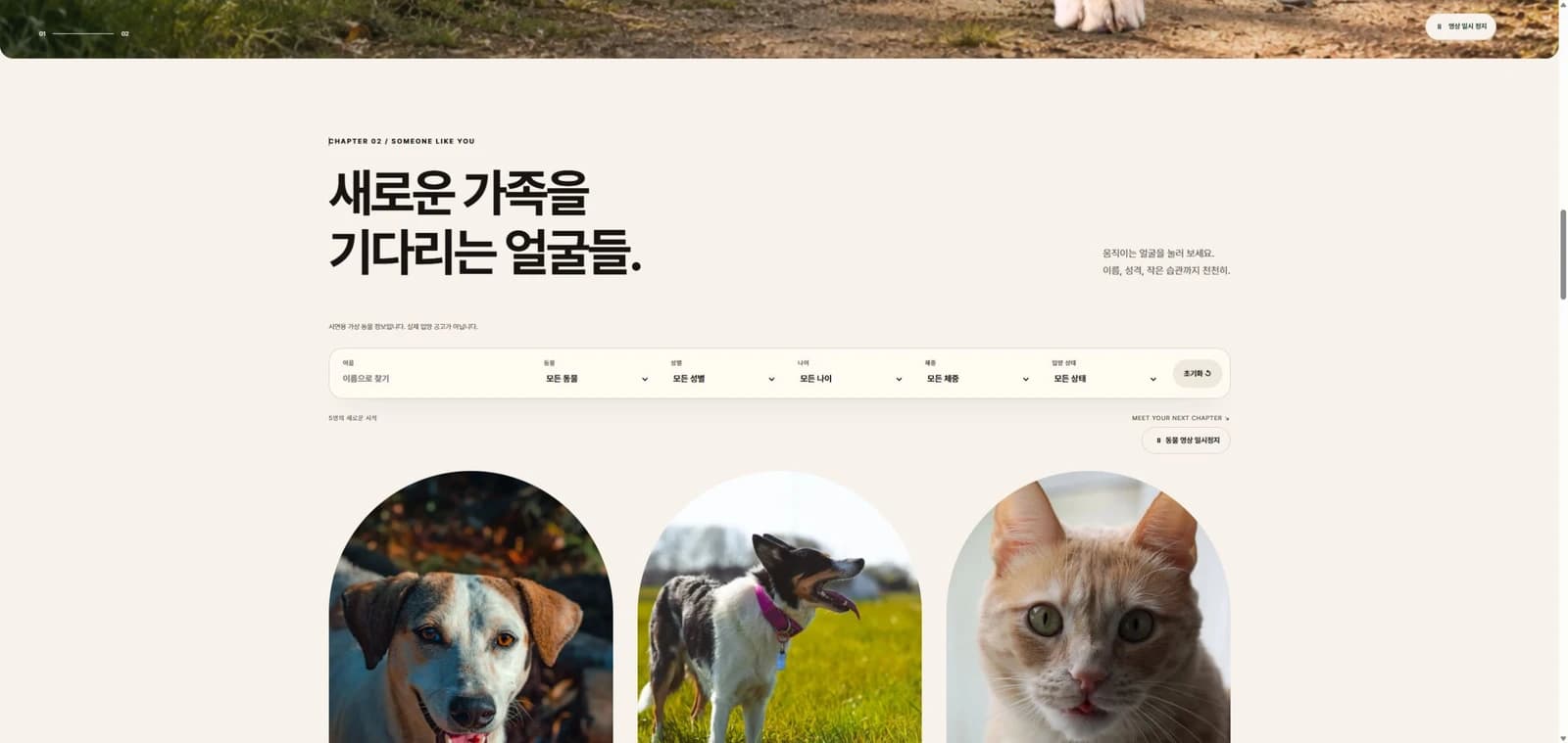SECOND CHANCE — 동물구조 웹사이트와 CMS 제작 화면 1